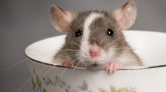 Dekorativni štakori: bolesti i trajanje života